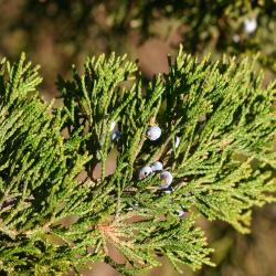 Juniperus virginiana ‘Canaertii’ (Canaert eastern red-cedar), leaves and fruit