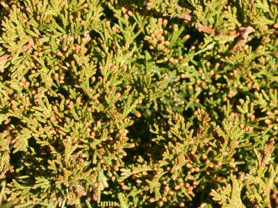 Juniperus virginiana ‘Globosa’ (Globe eastern red-cedar), leaves showing male cones
