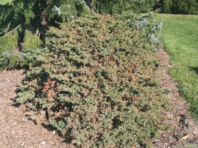 Juniperus × pfitzeriana 'Hetzii' (Hetz's Hybrid juniper), growth habit, intermediate evergreen form