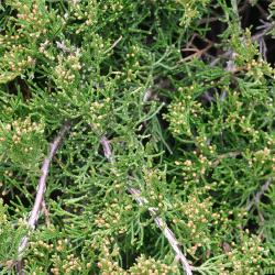 Juniperus virginiana ‘Pendula’ (Weeping eastern red-cedar), leaves showing male cones