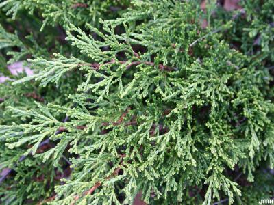 Juniperus sabina ‘Monna’ (CALGARY CARPET® Savin juniper), leaves