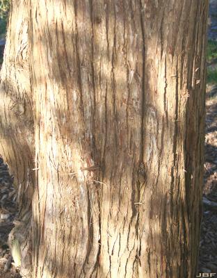 Juniperus virginiana ‘Canaertii’ (Canaert eastern red-cedar), bark
