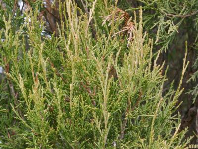 Juniperus scopulorum Sarg. (Rocky Mountain juniper), leaves