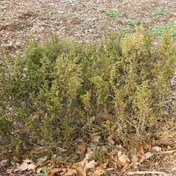 Juniperus turkestanica Kom. (Turkestan juniper), growth habit, evergreen form