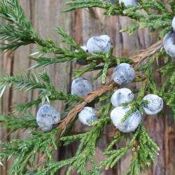 Juniperus virginiana ‘Hillii’ (Hill’s eastern red-cedar), fruit