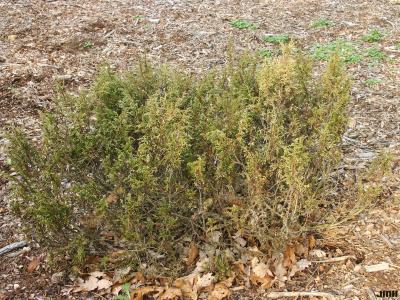 Juniperus turkestanica Kom. (Turkestan juniper), growth habit, evergreen form