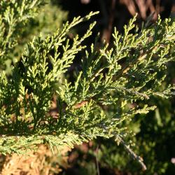 Juniperus virginiana ‘Kosteri’ (Koster eastern red-cedar), branch