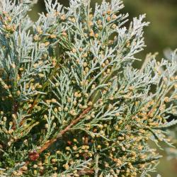 Juniperus scopulorum ‘Hillburn’s Silver Globe’ (Hillburn’s Silver Globe Rocky Mountain juniper), leaves, male cones