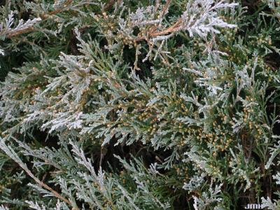Juniperus scopulorum ‘Silver King’ (Silver King Rocky Mountain juniper), leaves, male cones