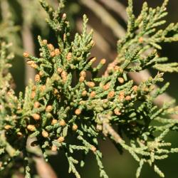 Juniperus virginiana ‘Pyramidiformis’ (Purple Pyramidal eastern red-cedar), leaves showing male cones