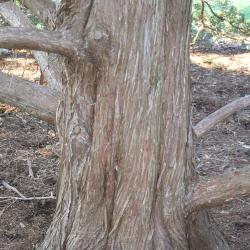 Juniperus virginiana ‘Glauca’ (Blue eastern red-cedar), bark