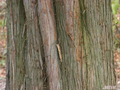 Juniperus virginiana ‘Hillii’ (Hill’s eastern red-cedar), bark