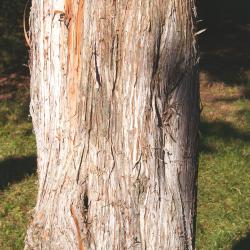 Juniperus virginiana ‘Pyramidiformis’ (Purple Pyramidal eastern red-cedar), bark
