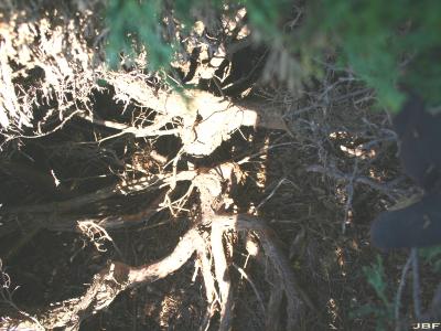 Juniperus virginiana ‘Globosa’ (Globe eastern red-cedar), bark