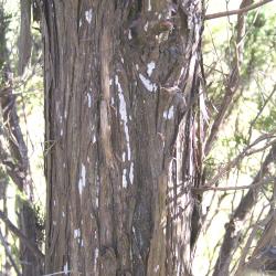 Juniperus virginiana ‘Glen Dale’ (Glen Dale eastern red-cedar), bark