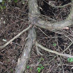 Juniperus virginiana ‘Greenspreader’ (Greenspreader eastern red-cedar), bark