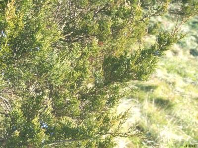 Juniperus virginiana ‘Glen Dale’ (Glen Dale eastern red-cedar), branch