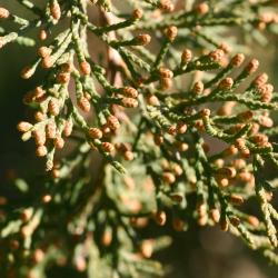 Juniperus virginiana ‘Pyramidiformis’ (Purple Pyramidal eastern red-cedar), leaves showing male cones