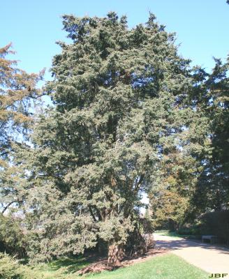 Juniperus virginiana ‘Cinerascens’ (Ashy-grey eastern red-cedar), growth habit, evergreen tree form