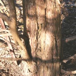 Juniperus scopulorum ‘Springtime’ (Springtime Rocky Mountain juniper), bark