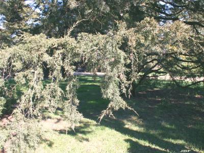 Juniperus virginiana ‘Pyramidiformis’ (Purple Pyramidal eastern red-cedar), branch