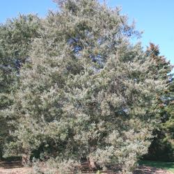 Juniperus virginiana ‘Burkii’ (Burk eastern red-cedar), growth habit, evergreen tree form