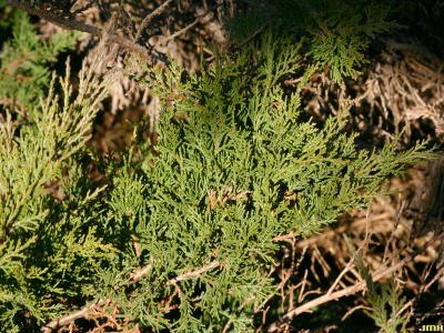 Juniperus virginiana ‘Kosteri’ (Koster eastern red-cedar), branches