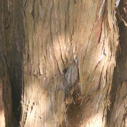 Juniperus virginiana ‘Cinerascens’ (Ashy-grey eastern red-cedar), bark