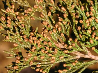 Juniperus sabina ‘Von Ehren’ (Von Ehren Savin juniper) leaves, male cones