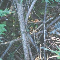Juniperus virginiana ‘Kosteri’ (Koster eastern red-cedar), bark