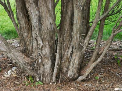 Juniperus virginiana ‘Glauca O’Conneri’ (Blue O’Connor eastern red-cedar), bark
