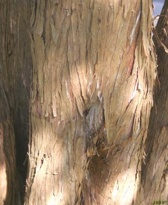 Juniperus virginiana ‘Cinerascens’ (Ashy-grey eastern red-cedar), bark