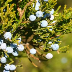 Juniperus virginiana ‘Glen Dale’ (Glen Dale eastern red-cedar), leaves and fruit