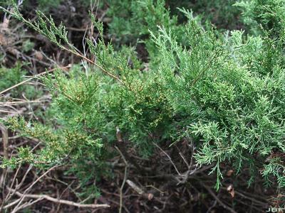 Juniperus virginiana ‘Greenspreader’ (Greenspreader eastern red-cedar), branch