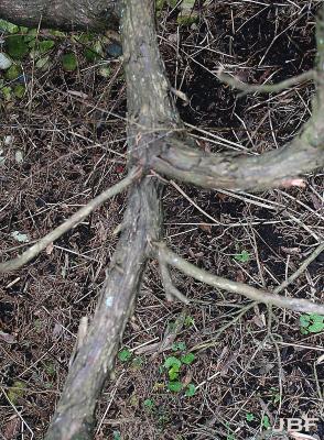 Juniperus virginiana ‘Greenspreader’ (Greenspreader eastern red-cedar), bark