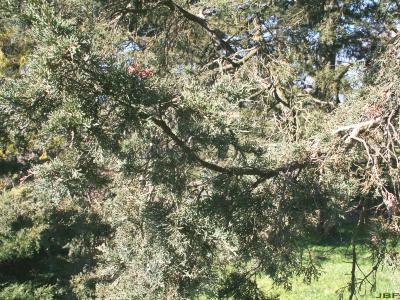 Juniperus virginiana ‘Cinerascens’ (Ashy-grey eastern red-cedar), branch