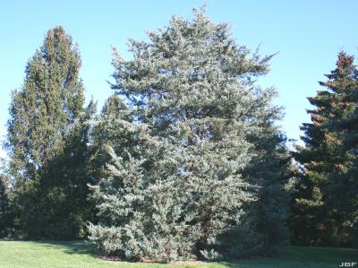 Juniperus virginiana ‘Glauca’ (Blue eastern red-cedar), growth habit, evergreen tree form