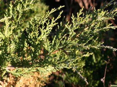 Juniperus virginiana ‘Kosteri’ (Koster eastern red-cedar), branch