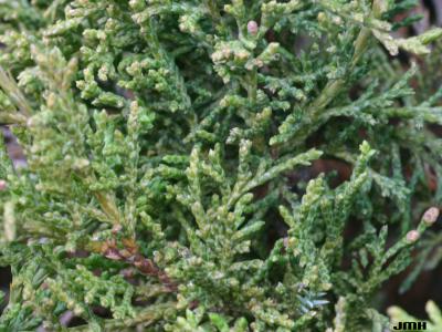 Juniperus virginiana ‘Greenspreader’ (Greenspreader eastern red-cedar), leaves