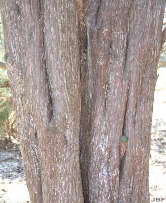 Juniperus virginiana ‘Burkii’ (Burk eastern red-cedar), bark