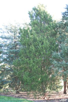 Juniperus scopulorum ‘Springtime’ (Springtime Rocky Mountain juniper), growth habit, evergreen tree form