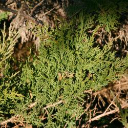 Juniperus virginiana ‘Kosteri’ (Koster eastern red-cedar), branches