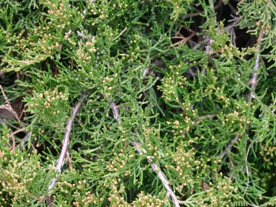 Juniperus virginiana ‘Pendula’ (Weeping eastern red-cedar), leaves showing male cones