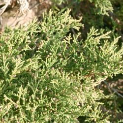 Juniperus sabina L. (Savin juniper), leaves