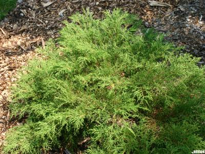 Microbiota decussata Komar. (Siberian-cypress), growth habit, shrub form