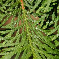 Thuja occidentalis ‘Columbia’ (Columbia eastern arborvitae), macro close-up of leaves