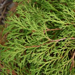 Microbiota decussata Komar. (Siberian-cypress), leaves