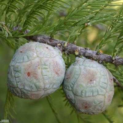 Taxodium distichum ‘Shawnee Brave’ (Shawnee Brave bald-cypress), fruit