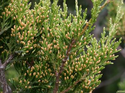 Juniperus virginiana ‘Triomphe d’Angers’ (Triomphe D’angers eastern red-cedar), leaves showing male cones