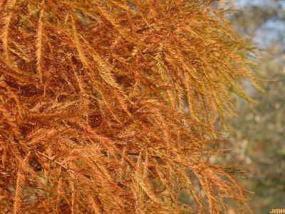 Taxodium distichum var. imbricarium (Nutt.) Croom (pond-cypress), fall color
